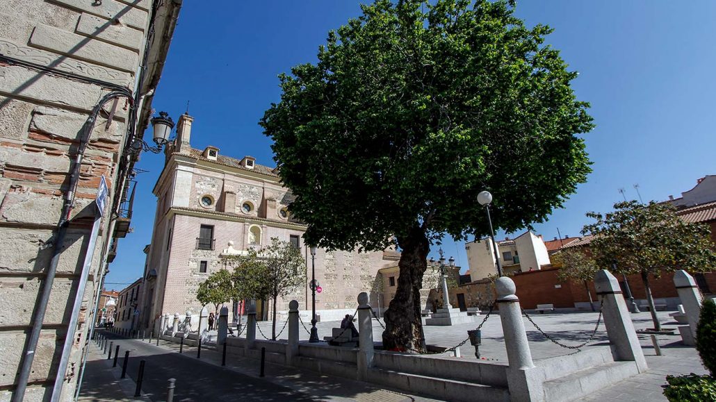 Árbol-Olmo del milagro plaza de las cadenas - Illescas - Toledo